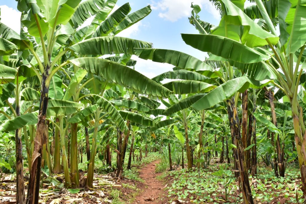 ルワンダのバナナ畑