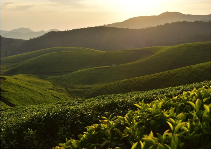 ルワンダ南西部の茶畑