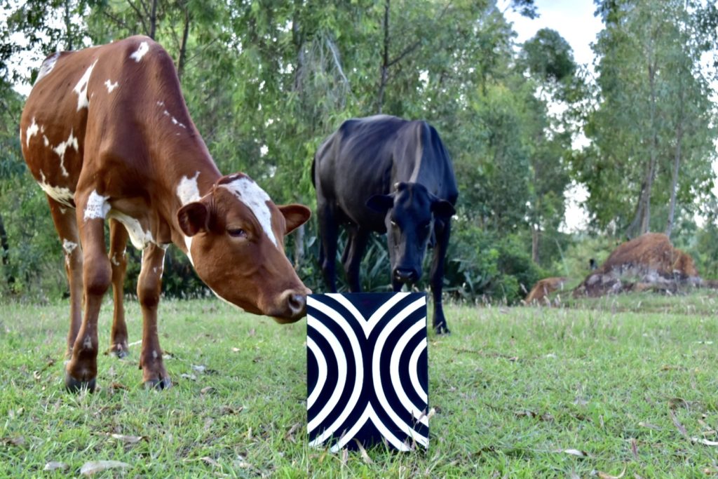 ingabo with cows